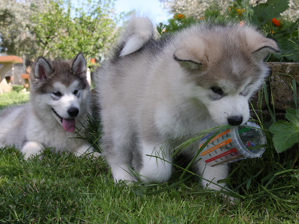 alimentazione cuccioli malamute