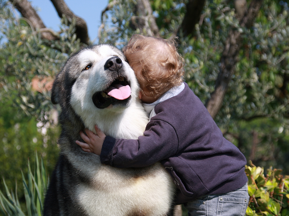 malamute con bambino