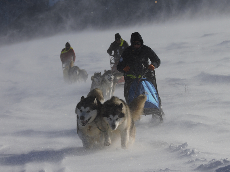 malamute sleddog day