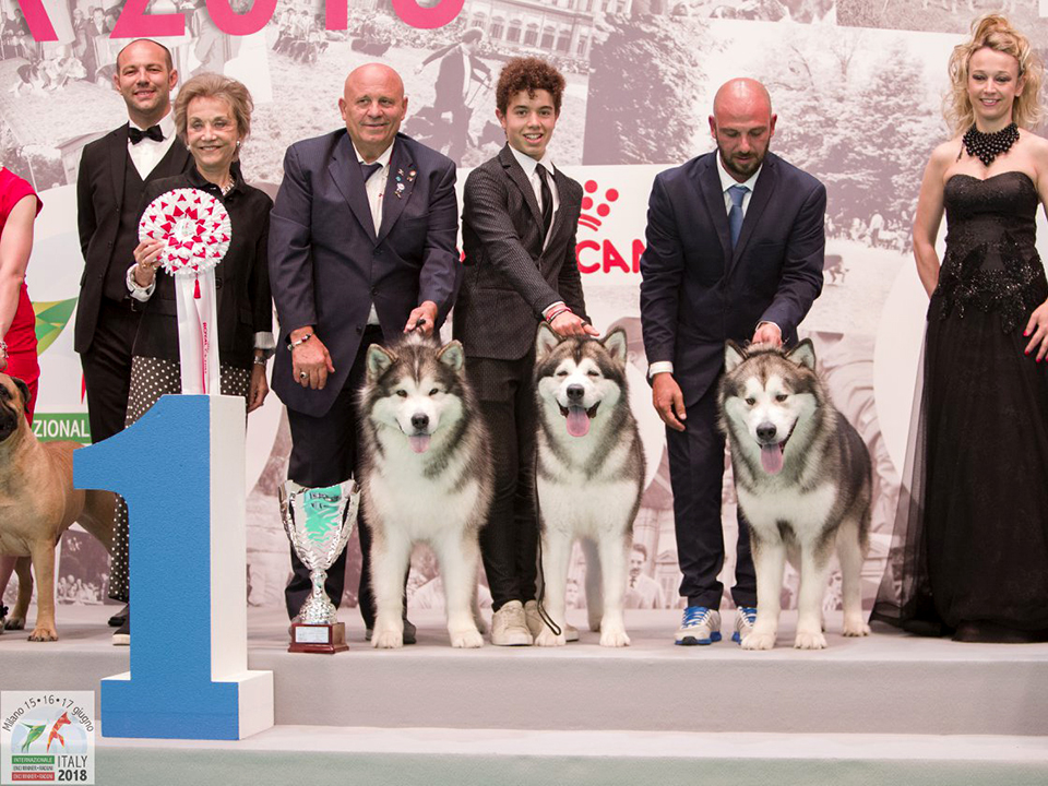 gruppo malamute esposizione milano 2018