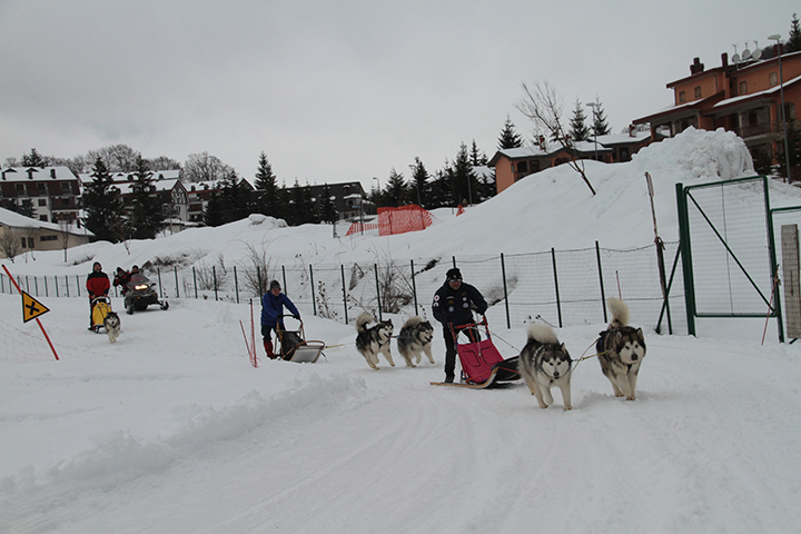 il primi alaskan malamute winter camp