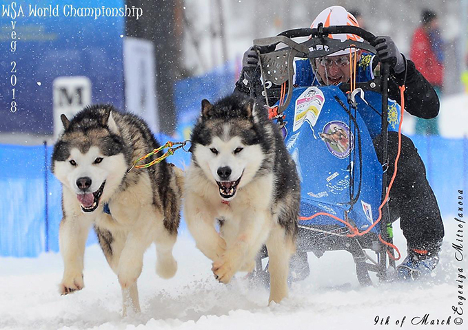 campioni italiani di sleddog