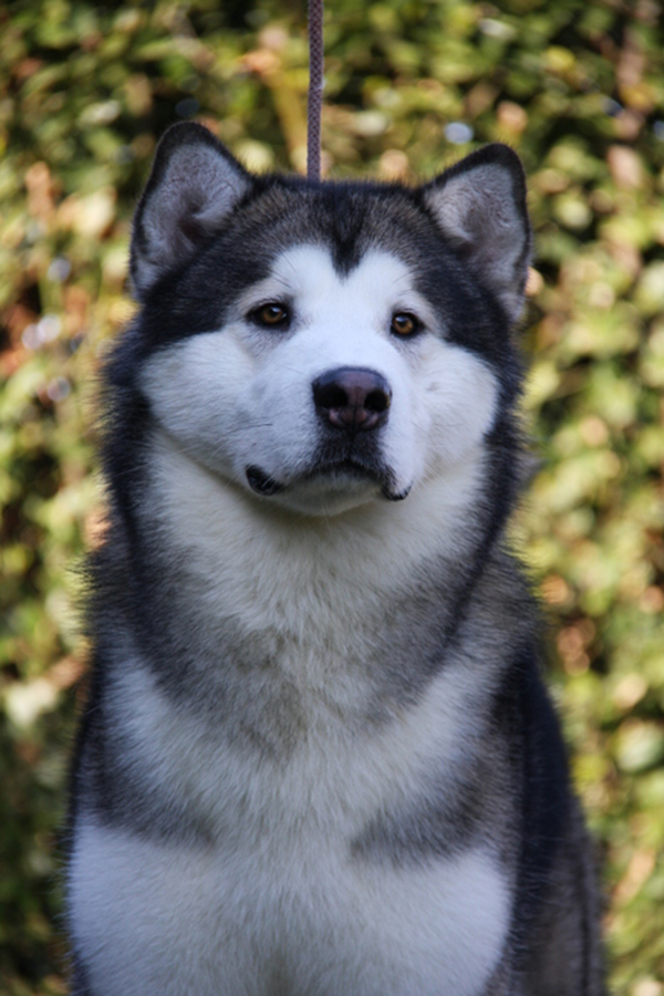 Alcan Silent Knight Del Biagio