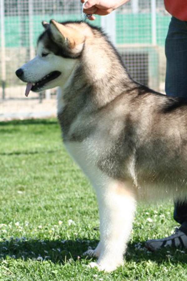 Give me a Star de JN Del Biagio