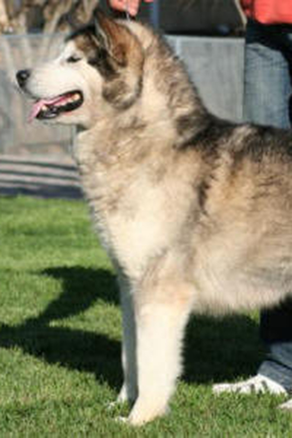 Leading Lady Del Biagio