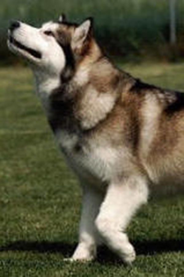 Miss Priss Del Biagio