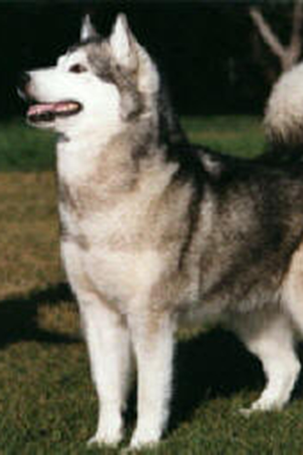 Moon Fever del Biagio