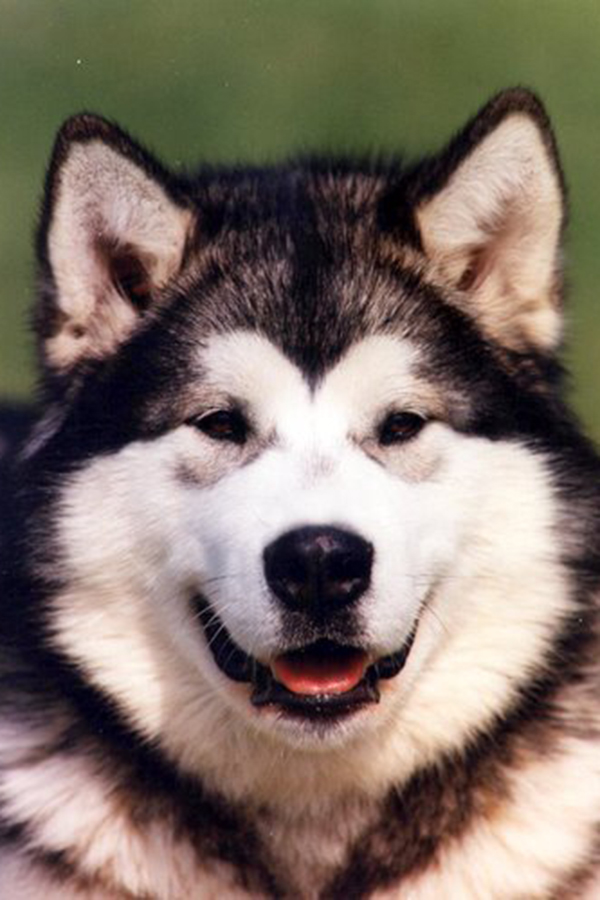 Royal Star Del Biagio