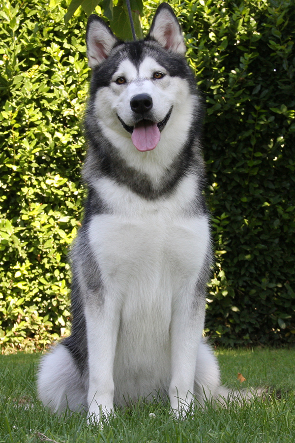 Williwaw Hurricane Illa Kuvianartok