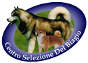 Alaskan Malamute Del Biagio (staging)